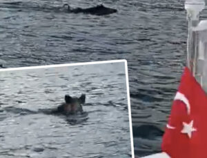 Bartın Kurucaşile’de Denizde Yaban Domuzu Görülmesi Şaşkınlık Yarattı