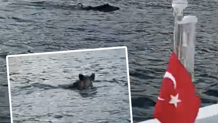 Bartın Kurucaşile’de Denizde Yaban Domuzu Görülmesi Şaşkınlık Yarattı