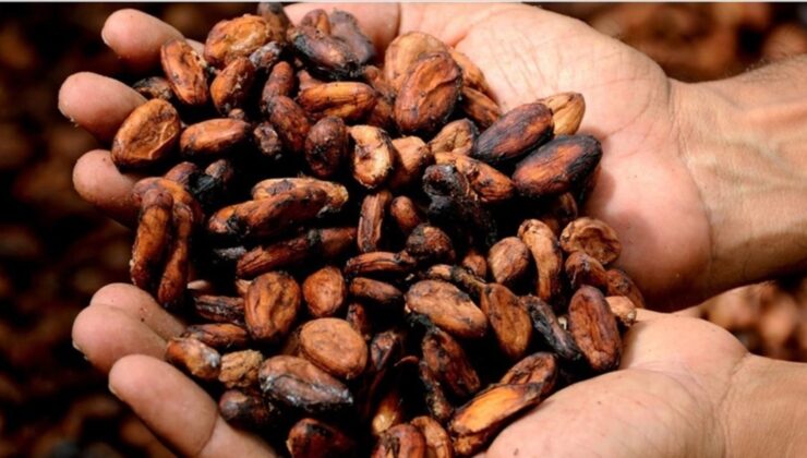 Küresel Kakao Fiyatları Batı Afrika’da Azalan Kuraklık Endişesiyle Keskin Bir Düşüş Yaşadı