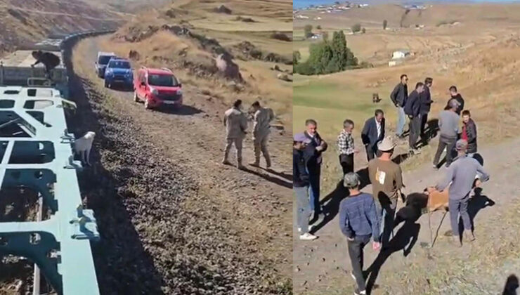 Kars’ta Bakü-tiflis-kars Hattında Yük Treni Kazası Beş Büyükbaş Hayvan Telef Oldu