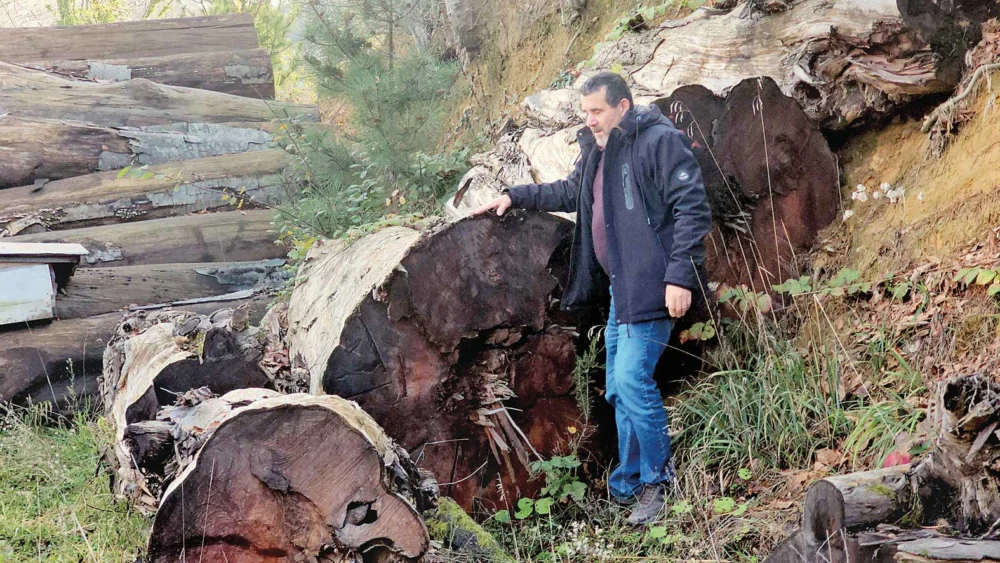 Zonguldak’ta Kesilen 1183 Yıllık Porsuk Ağacı Tarihi Bir Eser Olarak Müzeye Kondu