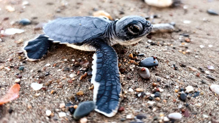 Akdeniz Kıyılarında Umut Yarışı 232 Bin Caretta Yavrusundan Sadece 500’Ü Erginliğe Ulaşıyor