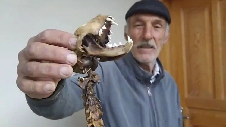 Artvin’de Ahırda Bulunan 55 Santim Uzunluğunda Yırtıcı Dişli Gizemli İskelet İnceleniyor