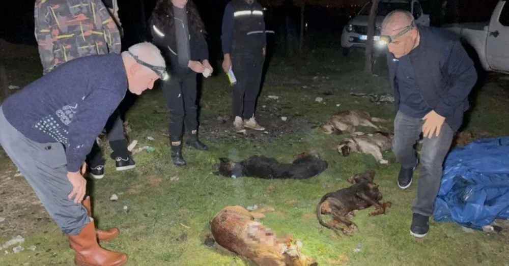 Samsun’da Dokuz Köpek Tabancayla Vurularak Öldürüldü Soruşturma Başlatıldı