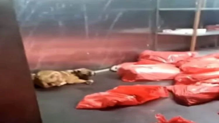 Ankara Büyükşehir Belediyesi’nden ‘barınak’ açıklaması: Görüntülerin bizle ilgilisi yok