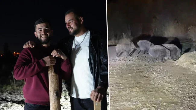 Cirit Sahası Yakınlarında Gece Yarısı Korku Dolu Domuz Sürüsü Karşılaşması
