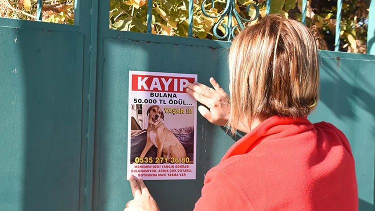 Yangında Kaybolan Köpeği Yaşar İçin 50 Bin Lira Ödül Teklif Edildi