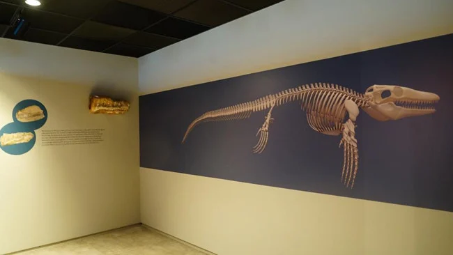 Kastamonu Asya’nın Tek Mosasaurus Fosiline Ev Sahipliği Yapıyor
