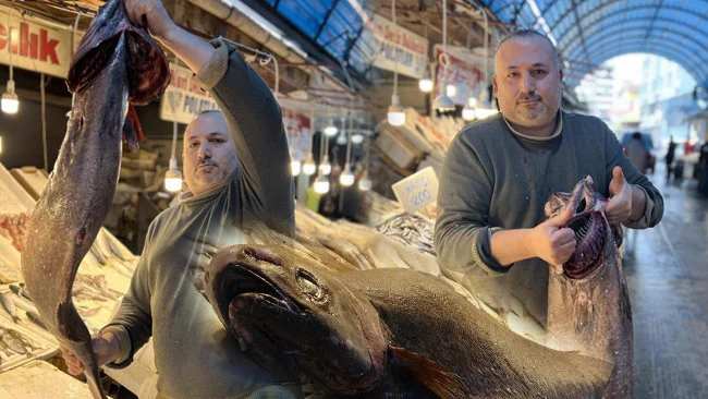 Akdeniz’de 1.5 Metre Boyunda 25 Kilogram Ağırlığında Nadir Bir Atlas Balığı Yakalandı