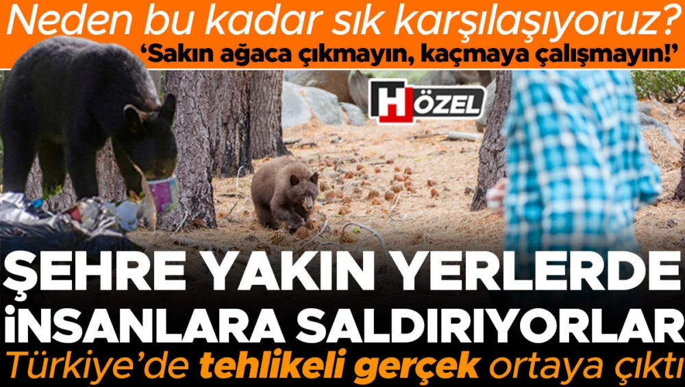 Habitat Tahribatı Ve İnsan Teması Ayı Saldırılarını Tetiklerken Hayatta Kalmak İçin Kritik Adımlar