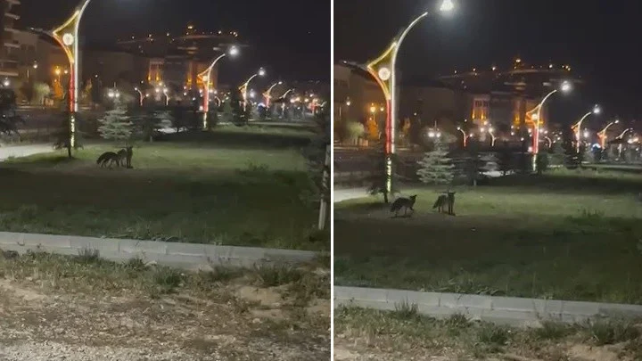 Bayburt’ta Görüntülenen Tilkilerin Oyunları Uzmanları Yaban Hayatı Bağımlılığına Karşı Uyardı