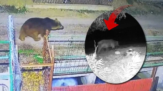 Yetersiz Kar Nedeniyle Kış Uykusuna Yatamayan Ayılar Yerleşim Yerlerine İndi