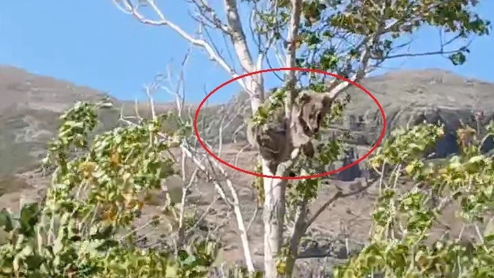 Bayburt’taki Zayıf Yavru Ayı Kurtarma Girişiminde Ağaçtan Atlayarak Dağlık Alana Kaçtı
