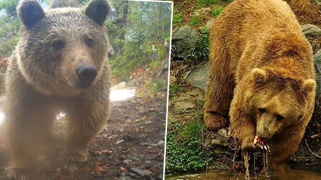 Karadeniz’de Ayı Popülasyonu 5 Kat Arttı Uzmanlar Kış Öncesi Acil Önlem Çağrısı Yapıyor