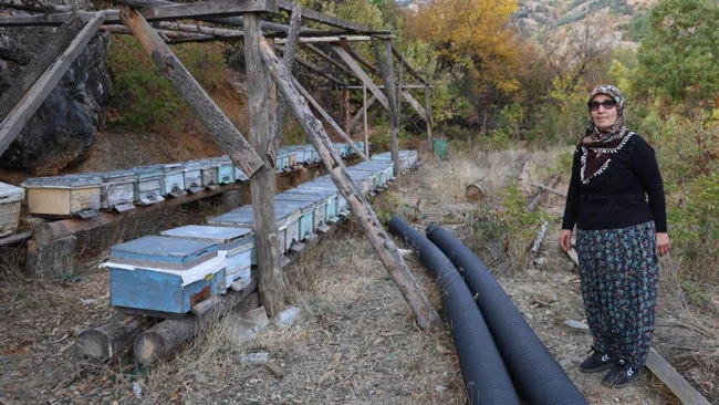 Adana’da Aşırı Sıcaklar Arıların Kışlama Sürecini Geciktirerek Koloni Kaybı Riskini Artırdı