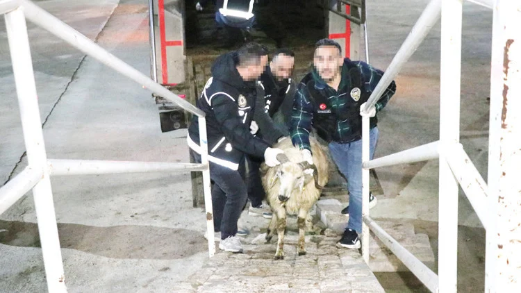 Hayvanların Karın Boşluklarında Gizlenen 54.6 Kilogram Metamfetamin Ele Geçirildi