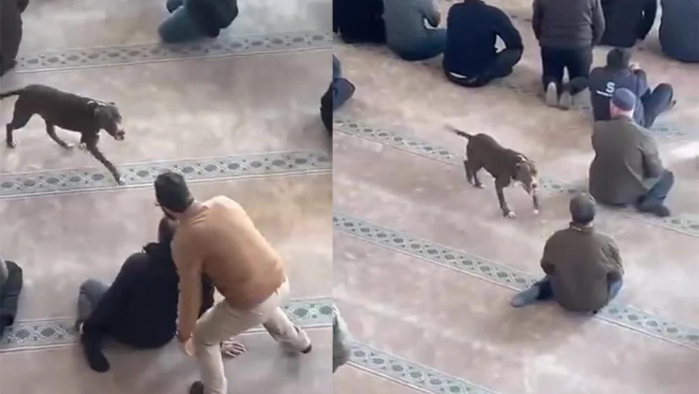 Camiye Giren Pitbullun Sahibine Adli Ve İdari İşlem Uygulandı