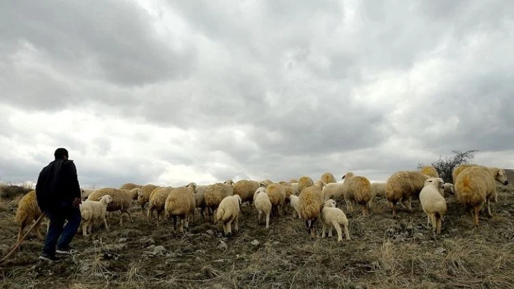 Cinayetten Hükümlü Şahıs 1,5 Yıl Sonra Çobanlık Yaparken Yakalandı