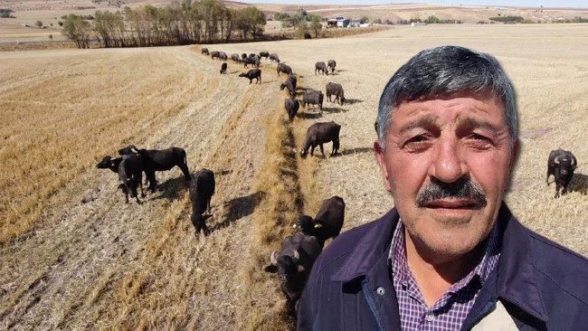 Yozgat’ta Manda Yetiştiriciliğine Yönelik 5 Bin Lira Teşvikler Bölgeye Katkı Sağlıyor