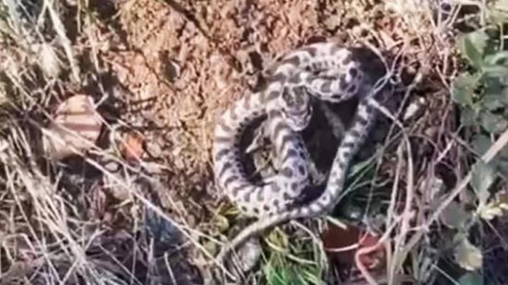 Karabük Ormanında Mantar Avında Zehirli Engerek Yılanı Paniği Yaşandı