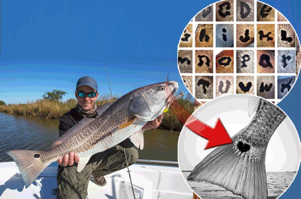 Kuyruklarındaki Gizemli İşaretler Redfish Balıklarını Dünya Gündemine Taşıdı