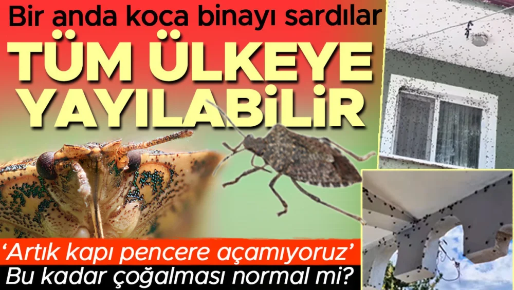 Kahverengi Kokarca İstilası Türkiye’ye Yayılıyor Acil Önlemler Alınmalı