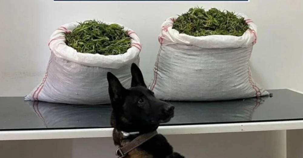 Erzurum’da 32 Kilogram Uyuşturucu Ele Geçirildi Bir Şüpheli Tutuklandı