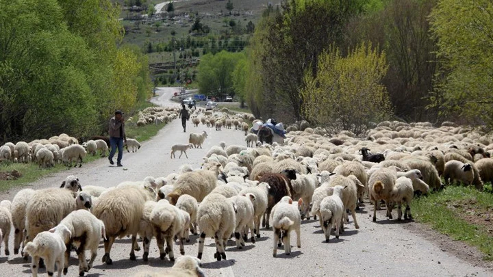 Erzincan Yaylalarından Göç Eden Şavak Aşireti Kışlık Alanlarına Döndü