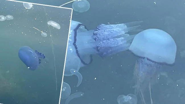 Gemlik Körfezi’ndeki Denizanası İstilası Bir Gecede Gizemli Bir Şekilde Sona Erdi