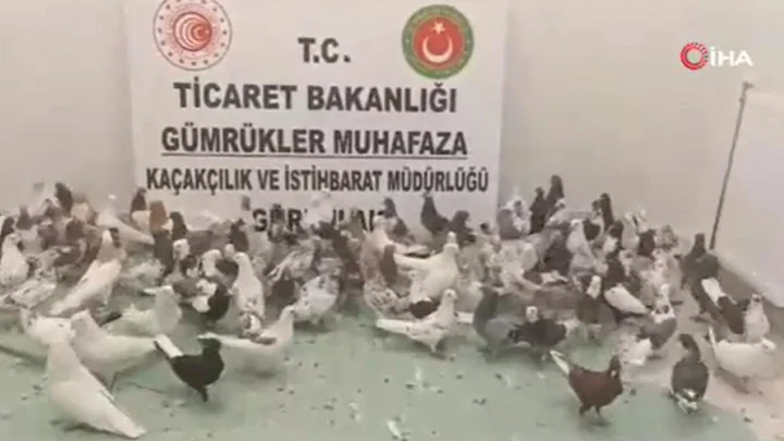 Gürbulak Sınır Kapısı’nda Tırda 85 Kaçak Güvercin Ele Geçirildi