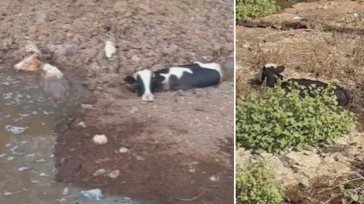 Hatay’da Dere Yatağındaki Balçığa Saplanan Üç İnek İtfaiye Tarafından Kurtarıldı