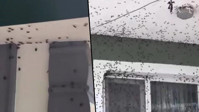 Giresun Görele’de Soğuk Hava Evlere Yönelen Kokarca İstilasını Artırdı