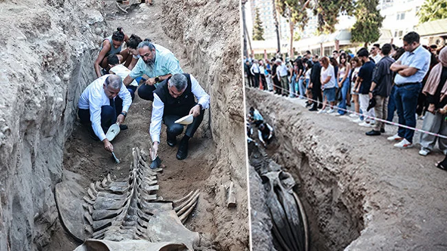14 Metrelik Fin Balinası İskeleti İki Gün İçinde Tamamen Gün Yüzüne Çıkıyor