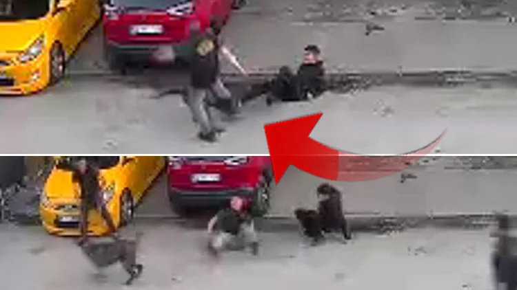 Sakarya Arifiye’De Baba Oğlunu Vahşi Köpek Saldırısından Kurtardı