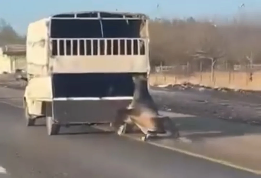 Batman’da Kamyonet Arkasına Bağlanan At Dakikalarca Sürüklenerek Ağır Yaralandı