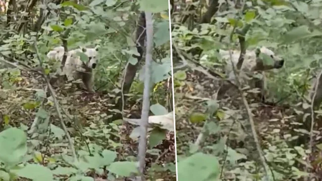 Rize’de Görüntülenen Beyaz Ayının Doğal Bir Varyasyon Olduğu Belirtildi