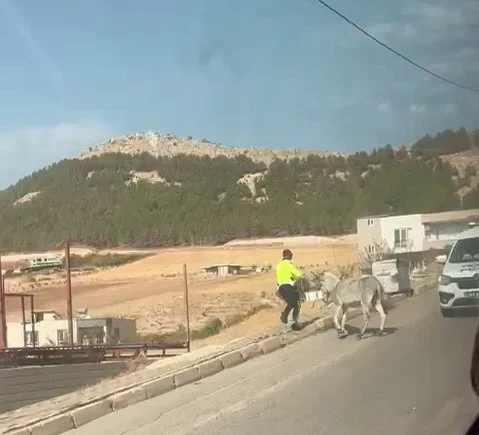 Adıyaman’da Karayolunda Trafik Güvenliğini Tehdit Eden Başıboş Eşeğe Polis Müdahalesi Gerçekleşti