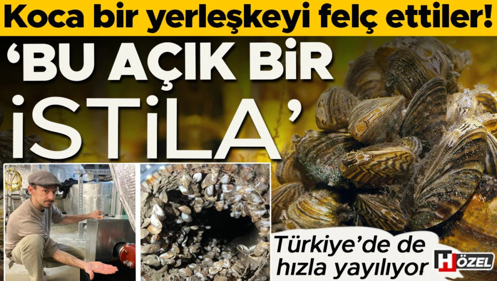 İstilacı Midyeler Koca Bir Yerleşkeyi Felç Etti Türkiye’De De Hızla Yayılıyor