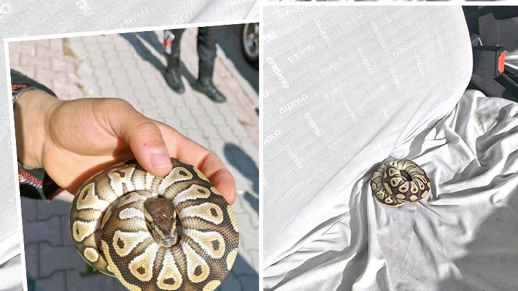 Konya’da Asayiş Kontrolünde Bir Kişinin Cebinden Çıkan Yavru Piton Büyük Şaşkınlık Yarattı