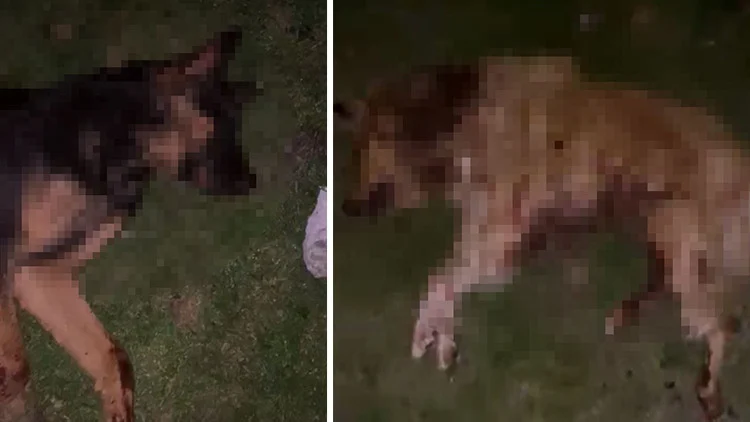 Samsun’da Çöp Kovasında Dokuz Köpeğin Katledilmesi Büyük Üzüntü Yarattı