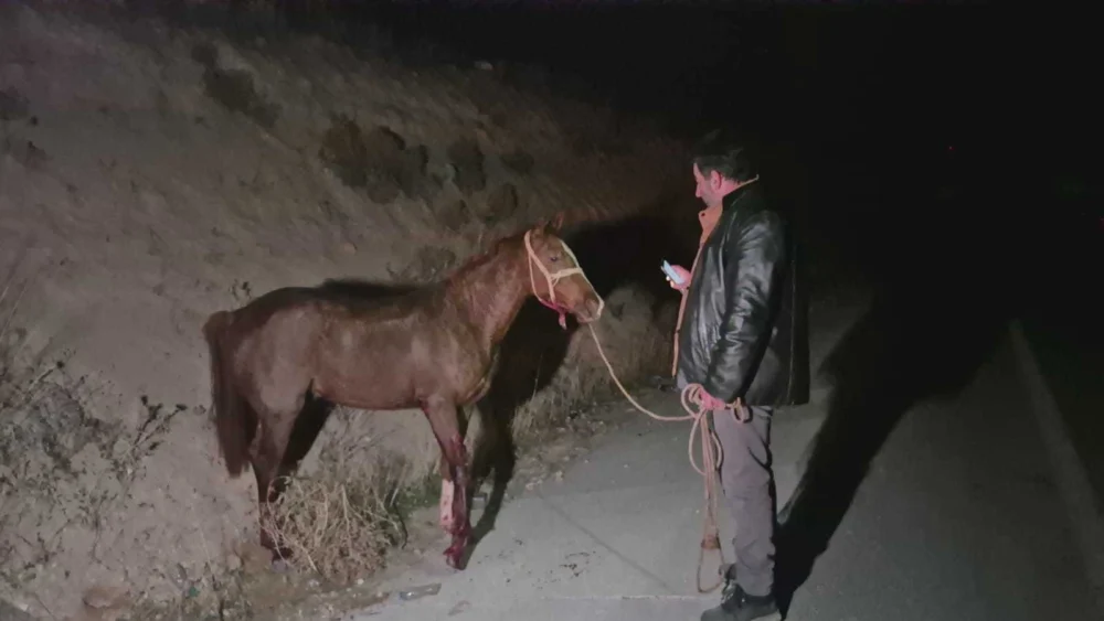 Malatya’da Yarış Tayları Çiftlikten Kaçtı 8’İ Can Verdi Kayıp Taylar Aranıyor