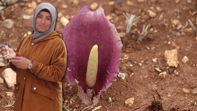 Anadolu’da Keşfedilen Yeni Yılanpancarı Türü Kritik Tehlikede Biarum Gulsenianum
