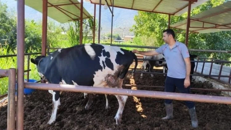 Muğla Milas’ta Şap Hastalığı Sebebiyle 12 Mahalle Karantina Altına Alındı