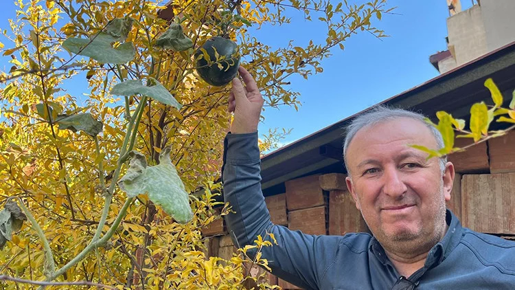 Denizli’de Nar Ağacında Yetişen Kabaklar Büyük Şaşkınlık Yarattı