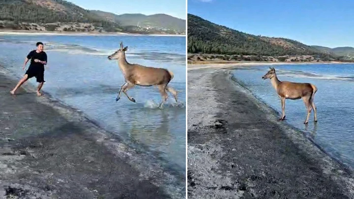 Salda Gölü’nde Yeniden Kazandırılan Kızıl Geyik Ziyaretçilerle Buluştu