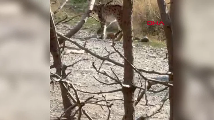 Hakkari’de Nesli Tükenme Tehlikesi Altındaki Vaşak Kameraya Yansıdı