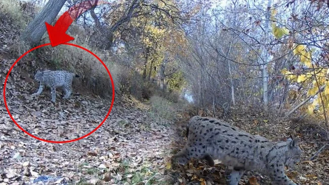 Erzincan Kırsalında Nadir Vaşak Görüntüsü Yaban Hayatı Meraklılarını Heyecanlandırdı
