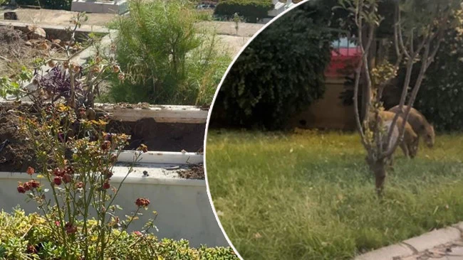 Marmaris Mezarlıklarında Artan Yaban Domuzu Saldırıları Büyük Endişe Yarattı