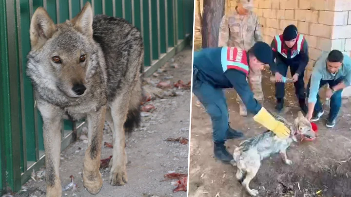 Van’da Sosyal Medya Görüntülerinin Ardından Zincirli Kurt Kurtarıldı