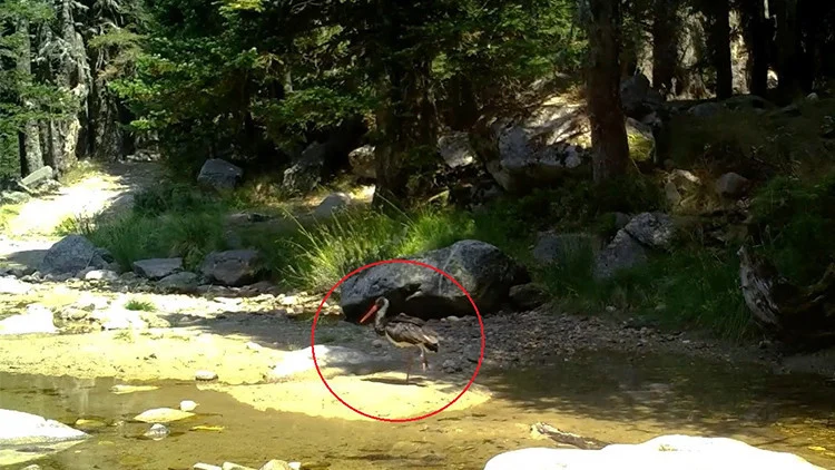 Türkiye’de Nadir Görülen Karaleylek Fotokapanla Görüntülendi